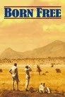 Born Free Film Posteri