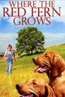 Where the Red Fern Grows Film Posteri