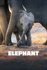 Elephant Film Posteri