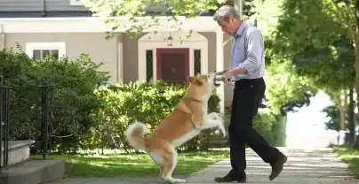 Hachi: Bir Köpeğin Hikayesi Film Posteri