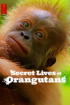 Orangutanların Gizli Yaşamı Film Afişi